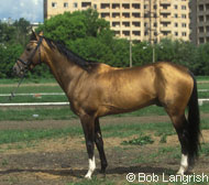 Akhal-Teke Horses