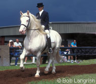 American Cream Draft Horse