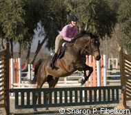 Appendix Quarter Horse