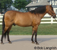 Barb Horse