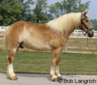 Belgian Draft Horse
