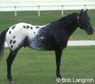 Ranger Horse