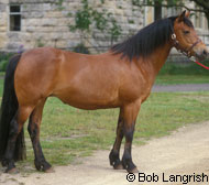 Connemara Pony