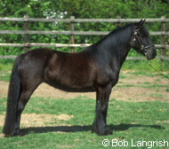 Dales Pony