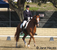 Danish Warmblood