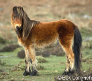 Dartmoor Pony