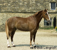 Dutch Warmblood