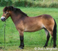 Exmoor Horses