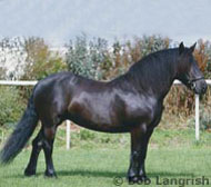 Fell Pony