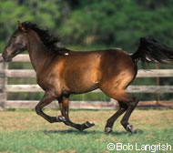 Florida Cracker Horse