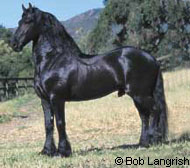 Friesian Horse