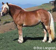 Haflinger