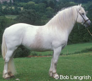 Highland Pony