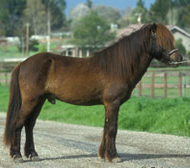 Icelandic Horse