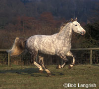 Irish Draught Horse
