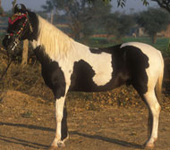 Kathiawari Horse