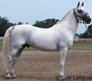 Lipizzan