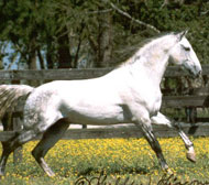 Lusitano