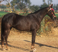 Marwari Horse