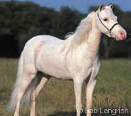 Miniature Horse