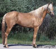 Missouri Fox Trotter