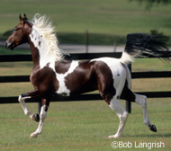 National Show Horse