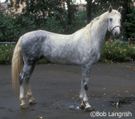 Orlov Trotter