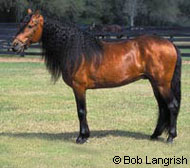 Paso Fino