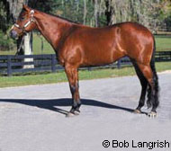 American Quarter Horse