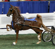 American Saddlebred