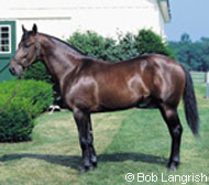 Standardbred