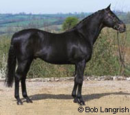 Thoroughbred