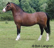 Welsh Pony & Cob