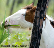 Abaco Barb Horses