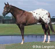Appaloosa Horse