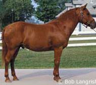Curly Horse