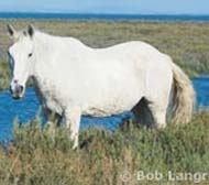 Camargue