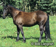 Canadian Horse