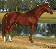 Caspian Horses