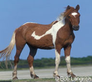 Chincoteague/Assateague Horse