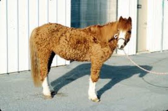 Cushings Horse Disease