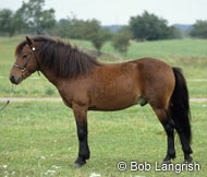 Gotland-Russ Pony Horse