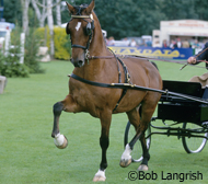 Hackney Horse