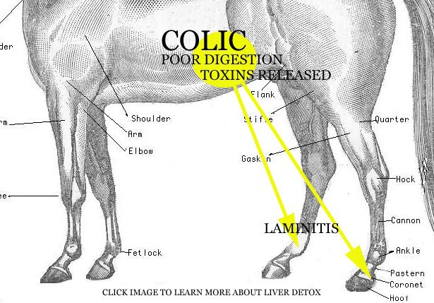 Laminitis