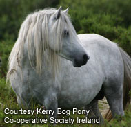 Kerry Bog Pony