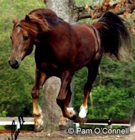Lippitt Morgan Horse