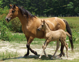 Marsh Tacky Horse