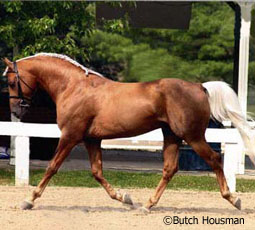 Morab Horse