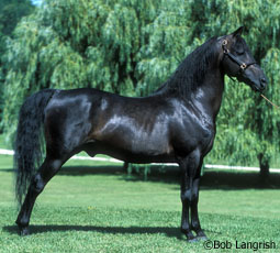 Morgan Horse
