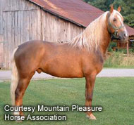 Mountain Pleasure Horse